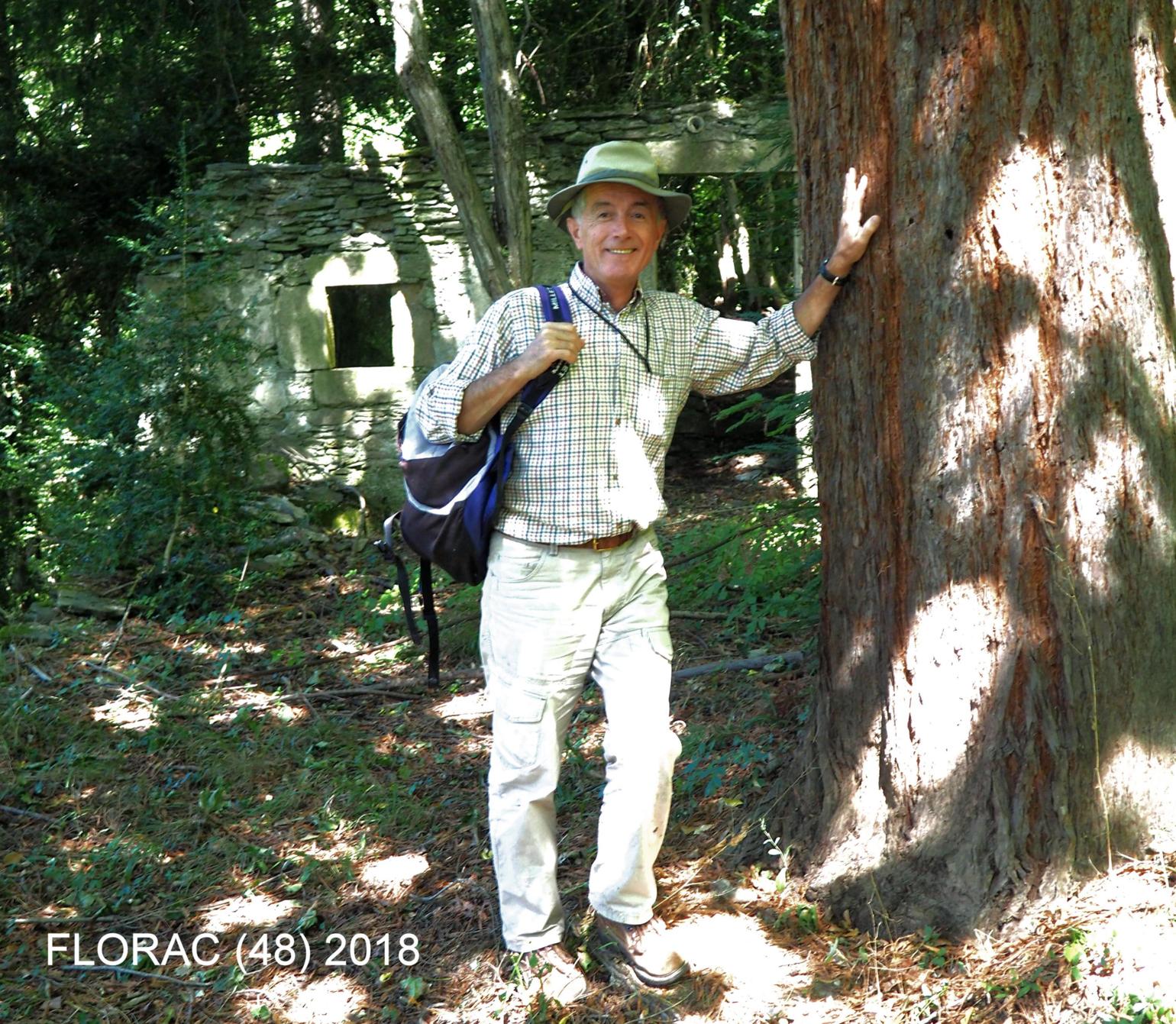 Redwood, Californian